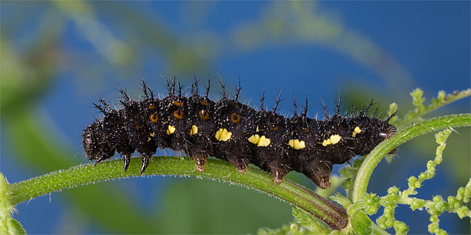 Raupe des Admirals - Foto: NABU/Frank Hecker
