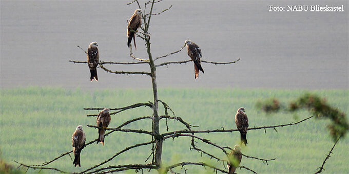 Rotmilane auf ihrem Ruhebaum Rotmilane auf einem häufig genutzten Ruhebaum im Umfeld der Fläche Welschberg. Rotmilane auf einem häufig genutzten Ruhebaum im unmittelbaren Umfeld der Fläche Welschberg.