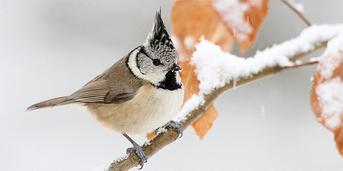 Haubenmeise im Winter - Foto: Frank Derer Haubenmeise auf einem verschneiten Ast sitzend