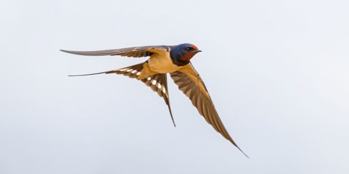 Rauchschwalben sind zurück Fliegende Rauchschwalbe